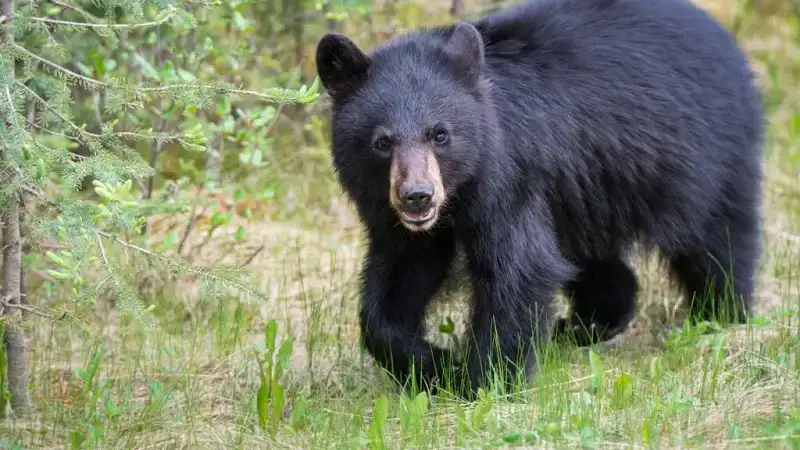 Understanding Bear Attacks: How Many Occur Each Year?